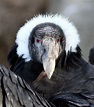Il condor delle Ande può volare per oltre 160 kilometri senza mai ...