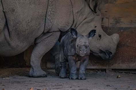 Birth Of Rare Greater One Horned Rhino Calf Captured On Camera At