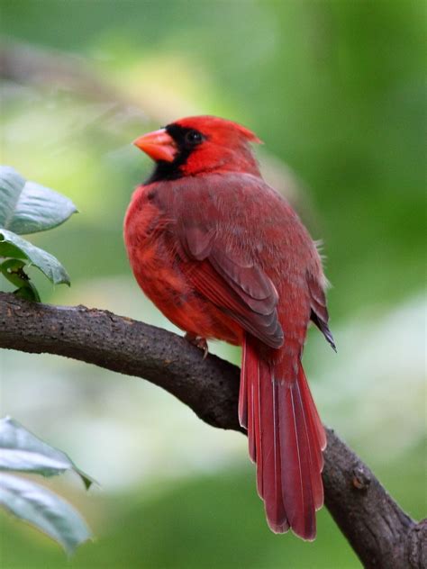 Cardinal In Tree Male Northern Cardinal Cardinalis Cardin Flickr