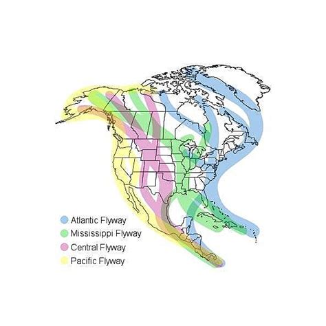 Migratory Birds Long Distance Travelers