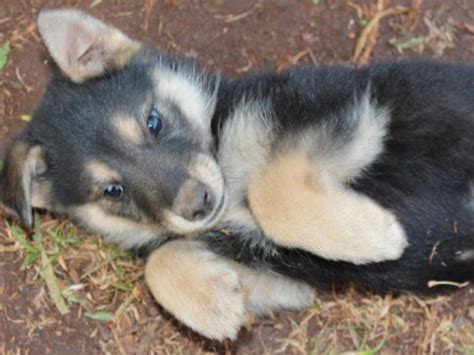 Alsatian Puppies For Sale Johannesburg Puppies For Sale
