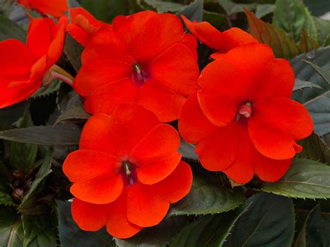 We will connect what's essential in your life. SUNPATIENS® Compact Orange - Danziger