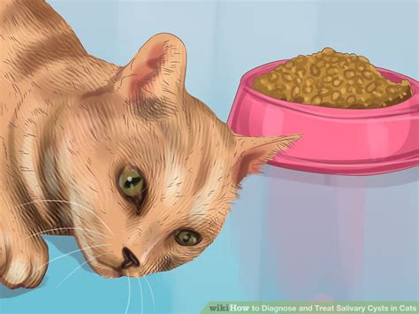 How To Diagnose And Treat Salivary Cysts In Cats 9 Steps