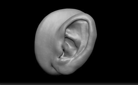 Realistic Human Ear 3d Model Turbosquid 1983663