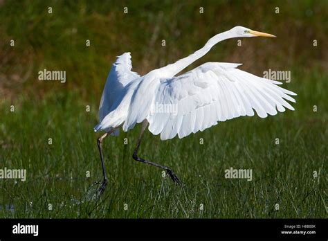 Great White Egret Ardea Alba Taking Flight Stock Photo Alamy