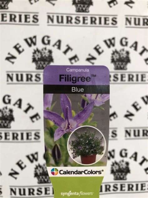 Campanula Bellflower Filigree Blue 2 Litre Pot Newgate Nurseries