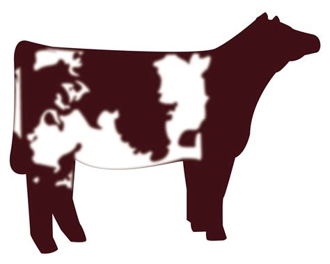 Show steer silhouette, hd png download is free transparent png image. Shorthorn tattoo | Show cows, Showing livestock, Show cattle