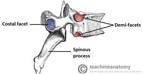 The thoracic vertebrae increase in size from t1 through t12. The Thoracic Spine - Features - Joints - Ligaments ...