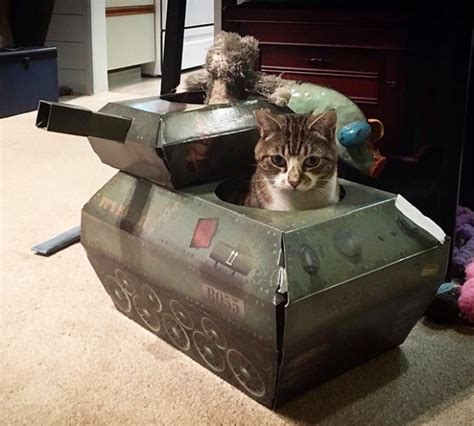 Cats In Cardboard Tanks 21 Pics