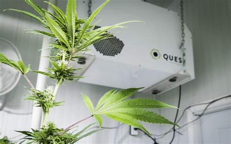 How To Grow Cannabis Indoors A Beginners Guide For Canadians