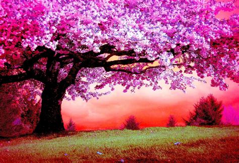 Pink Trees Hd Wallpaper Background Image 2048x1403