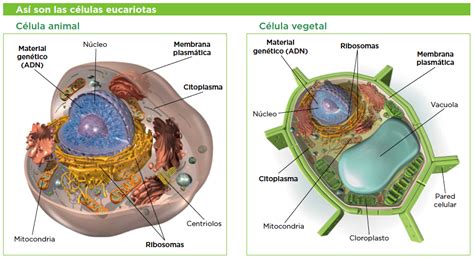 La Célula Eucariota Mind Map