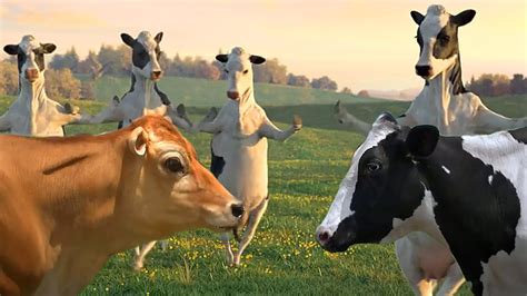 Funny Cow Dance 4 │ Cow Song And Cow Videos 2024 Youtube