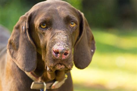 Ten Reasons Your Dog Is Losing Color On The Lips And What To Do About