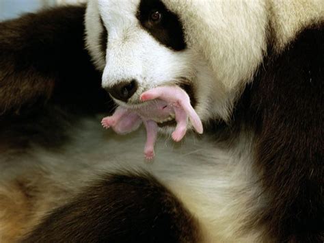 Panda Mom And Her Newborn Ailuropoda Melanoleuca Also Known As The