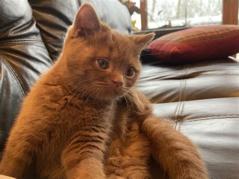 Cinnamon Male British Shorthair Kitten For Sale In New Jersey United