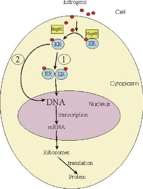 A Simplified Schematic Diagram Of Intracellular Action Of Estrogens Via
