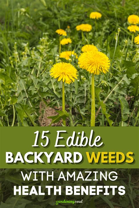 15 Edible Backyard Weeds With Amazing Health Benefits