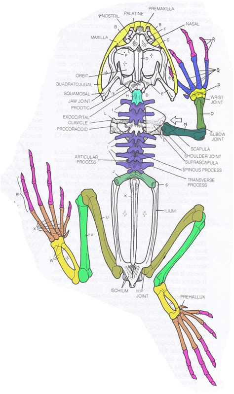 Frog Skeleton Diagram Quizlet