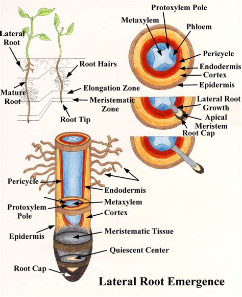 Fascinated By Roots Biology Plants Plant Science Root Diagram