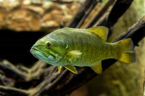 Smallmouth Bass Emuseum Of Natural History