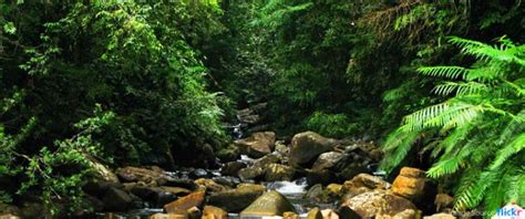 Sinharaja Rain Forest In Sri Lanka Visit Sri Lanka Travel Sri Lanka
