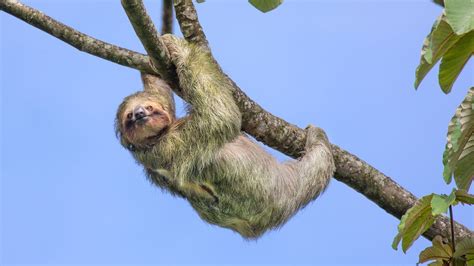Why Do Sloths Move So Slowly Bbc Future