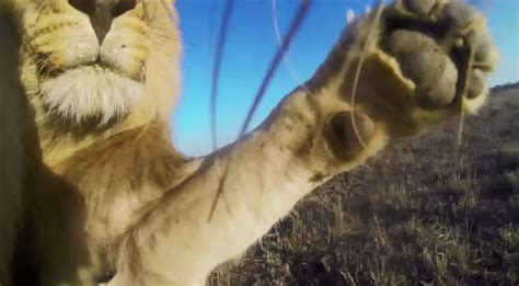 The Coolest Thing Youll See Today Gopro Video Gets Up Close And
