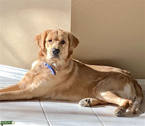 Stud Dog - Golden Retriever - Breed Your Dog