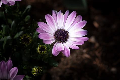 Cape Marguerite Flower Flora Free Photo On Pixabay Pixabay