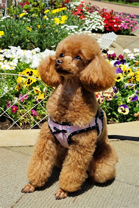 We collect a list of girls' hair cutting names with pictures it helps you to make your hair stylish. April 2014 | Poodle puppy, Cute puppies, Cute dogs