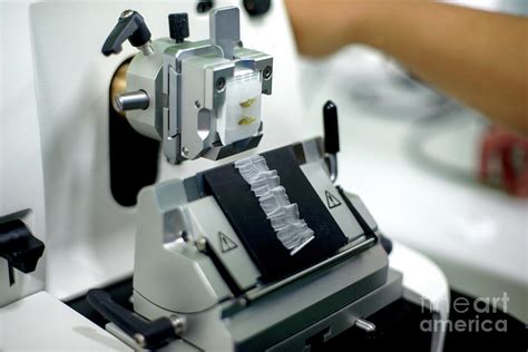 Cutting Tissue Section With Rotary Microtome Photograph By