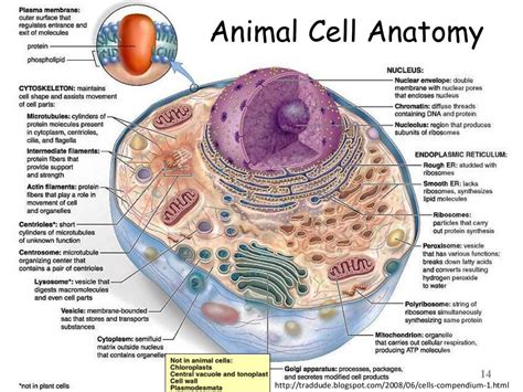 Cell Structure And Function Part 01