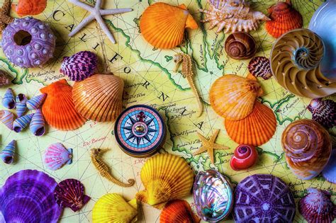 Seashells On Old California Map Photograph By Garry Gay