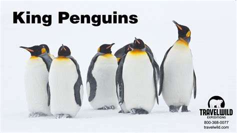 King Penguins Of Salisbury Plain South Georgia Youtube