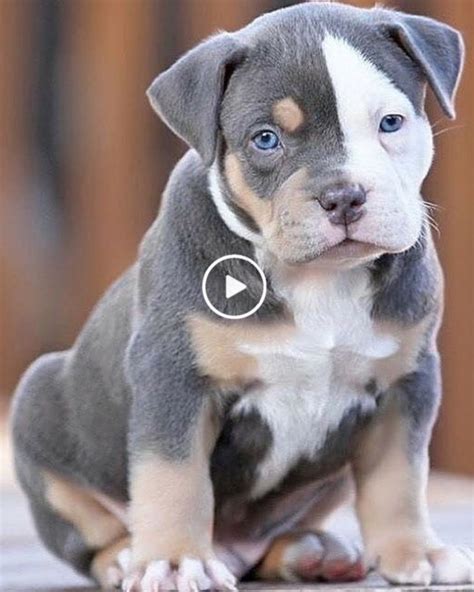 The 10 Cutest Mixed Breed Dogs Best In 2020 Pitbull