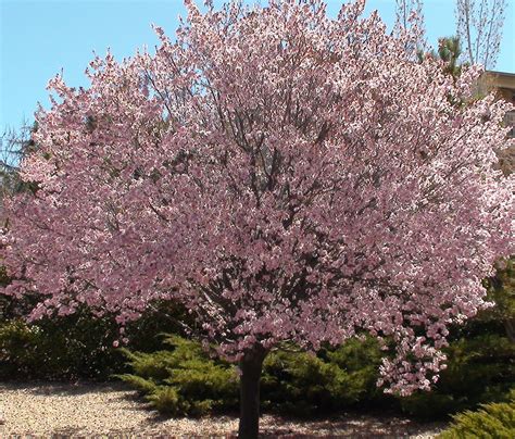 Newport Flowering Plum For Sale Online The Tree Center