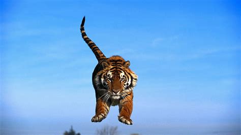 Animals Sky Tiger Bounce Jump Tail Paws Hd Wallpaper Pxfuel
