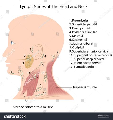 Lymph Nodes Head Neck Stock Illustration 149230217 Shutterstock