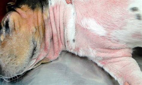 Dermatitis Atópica En Perros ¿qué Es Y Cuál Es El Tratamiento