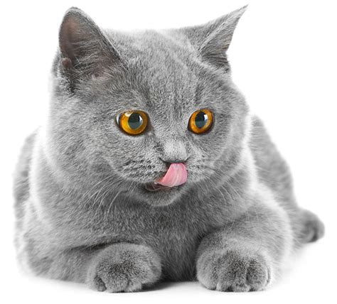 10 Rare Cat Breeds You Have To See To Believe