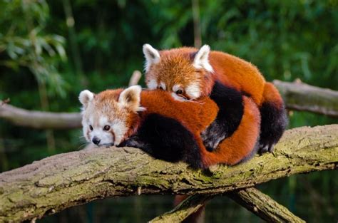 Top 15 Des Faits Intéressants Sur Le Panda Roux