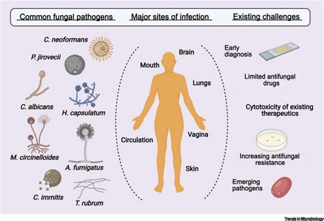 Rna Based Therapeutics To Treat Human Fungal Infections Trends In