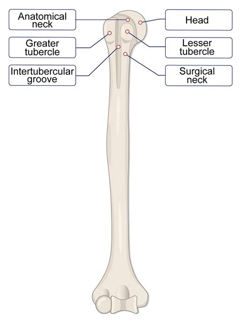 Humerus Bone Labeled Vector Illustration Diagram Ph