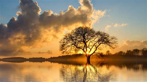 Lone Tree In Lake 4k Tree Wallpapers Nature Wallpapers