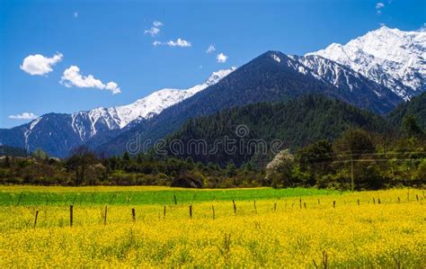 Mountain Flowers And Snow Stock Photo Image Of Grow