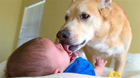 Funny Dogs Kissing Babies Compilation Part 2 369d79