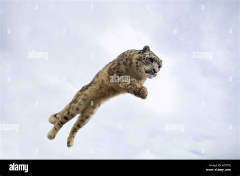 Snow Leopard Panthera Uncia Jumping Stock Photo Alamy