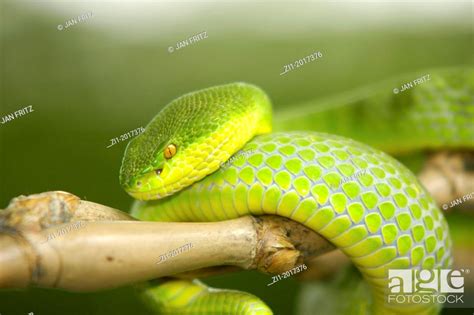 Green Viper At Branch Thailand Stock Photo Picture And Rights