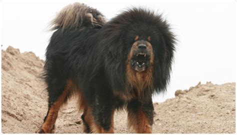 The Tibetan Mastiff Bhote Kukur Weekly Smashing